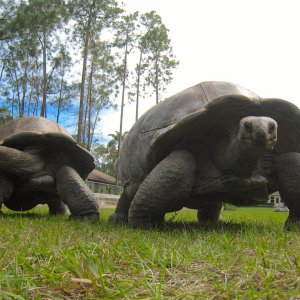Aldabra Breeders