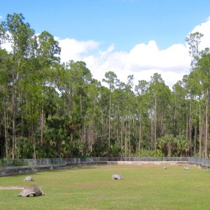Aldabra Breeders