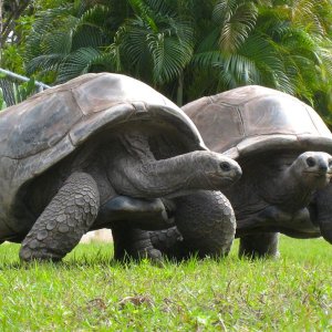 Aldabra Breeders