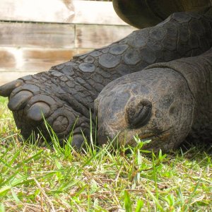 Aldabra Breeders