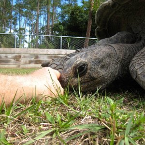 Aldabra Breeders
