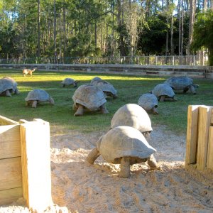 Aldabra Breeders