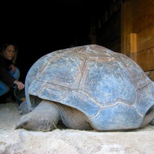 Aldabra Breeders