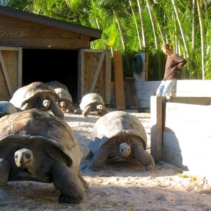 Aldabra Breeders