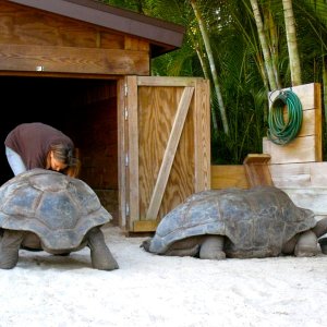 Aldabra Breeders