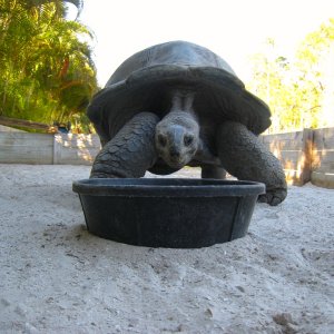 Aldabra Breeders