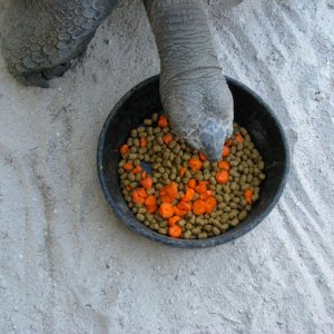 Aldabra Breeders