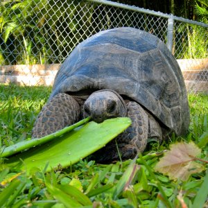 Aldabra Breeders