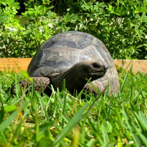 Aldabra Breeders