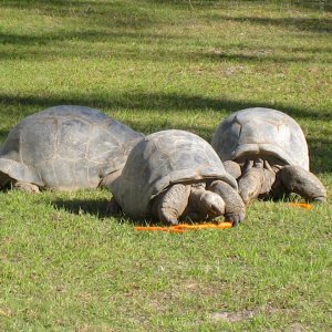 Aldabra Breeders