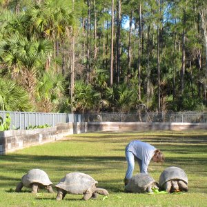 Aldabra Breeders