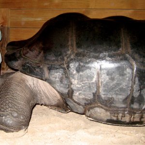 Aldabra Breeders