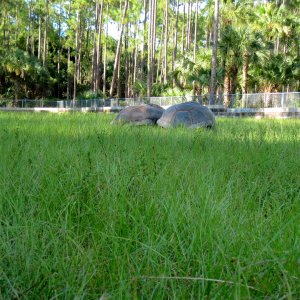 Aldabra Breeders