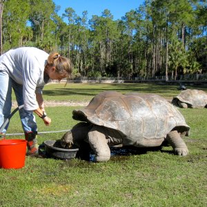 Aldabra Breeders