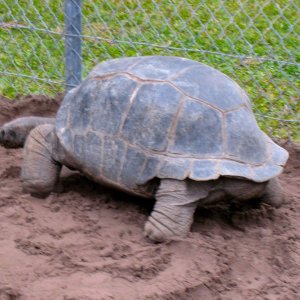 Aldabra Breeders