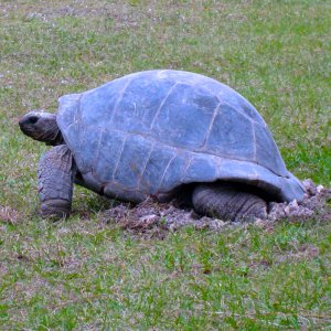 Aldabra Breeders