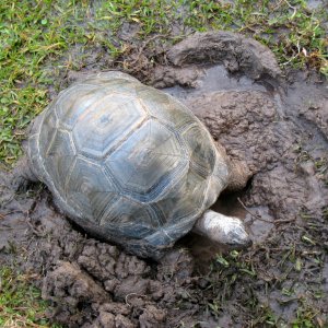 Aldabra Breeders