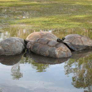 Aldabra Breeders