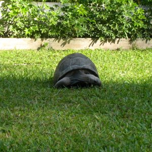 Aldabra Breeders