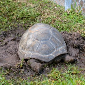 Aldabra Breeders