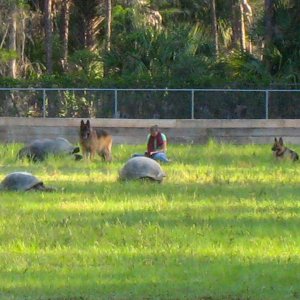 Aldabra Breeders