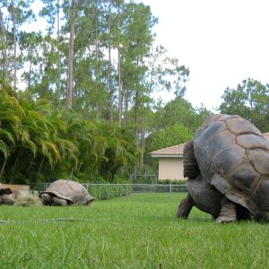 Aldabra Breeders