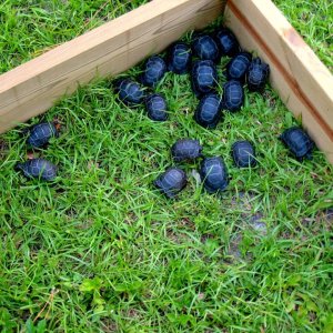 Aldabra Breeders