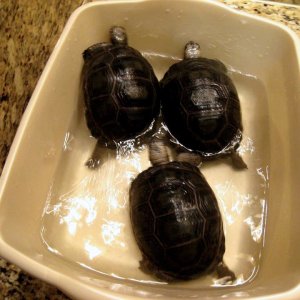 Aldabra Breeders