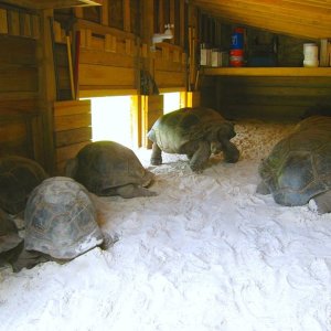 Aldabra Breeders