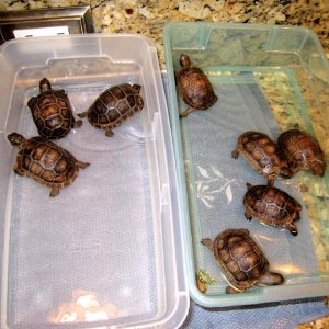 Aldabra Breeders
