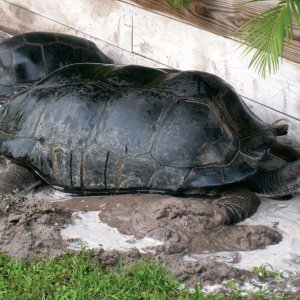 Aldabra Breeders