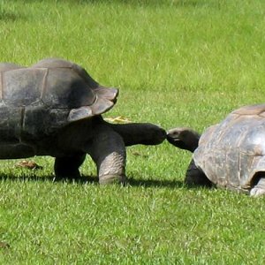 Aldabra Breeders