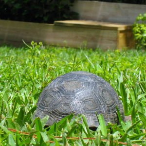 Aldabra Breeders