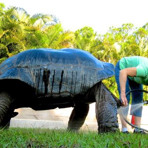 Aldabra Breeders