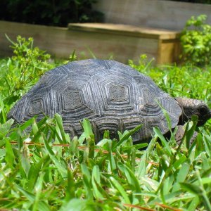 Aldabra Breeders