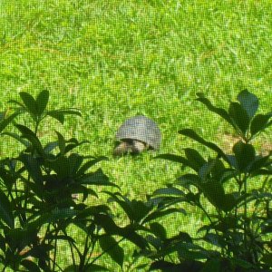 Aldabra Breeders