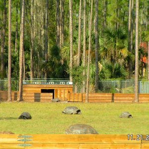 Aldabra Breeders