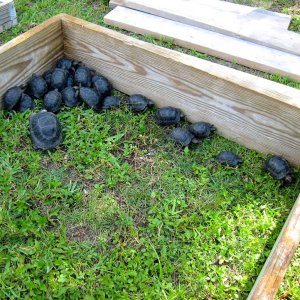 Aldabra Breeders