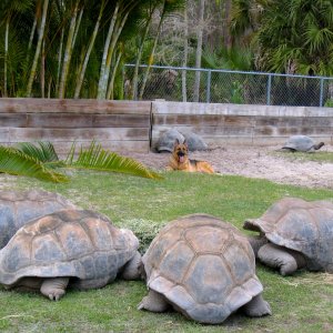 Aldabra Breeders