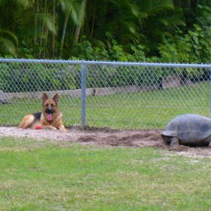 Aldabra Breeders