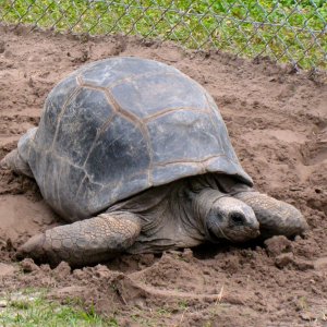 Aldabra Breeders