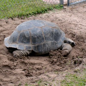 Aldabra Breeders