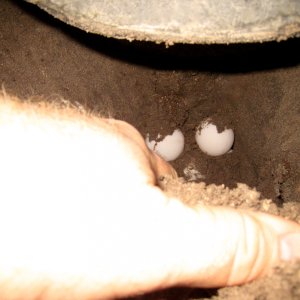 Aldabra Breeders