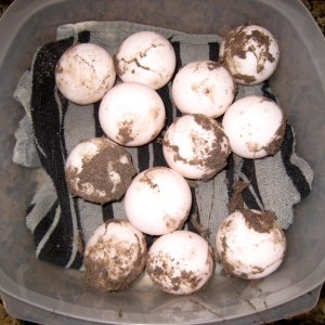 Aldabra Breeders
