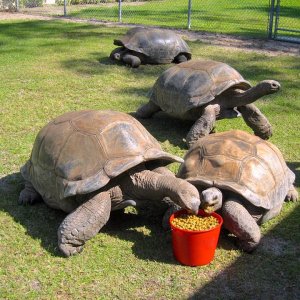 Aldabra Breeders