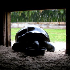Aldabra Breeders