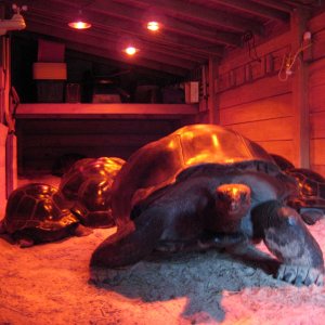 Aldabra Breeders