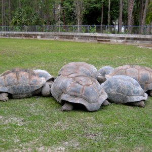 Aldabra Breeders