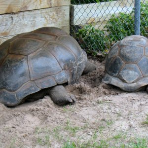 Aldabra Breeders