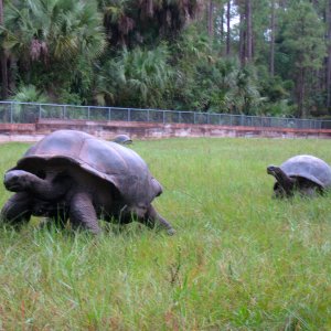 Aldabra Breeders